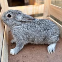 Conigli nani