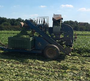 Macchina raccolta fagiolini e nastro pulitura