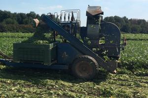 Macchina raccolta fagiolini e nastro pulitura
