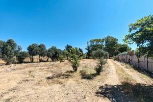 Fondo agricolo con casa in campagna