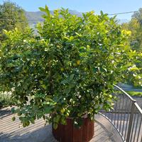 Limone grande in vaso