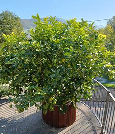 Limone grande in vaso