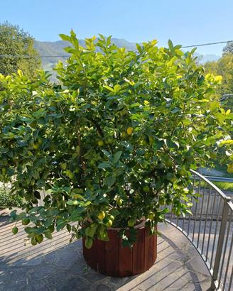Limone grande in vaso