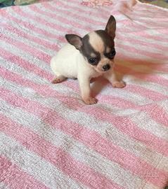 Chihuahua cucciolo con pedigree