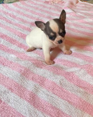Chihuahua cucciolo con pedigree