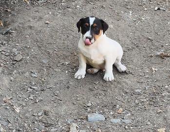 Cucciolo di Jack russel