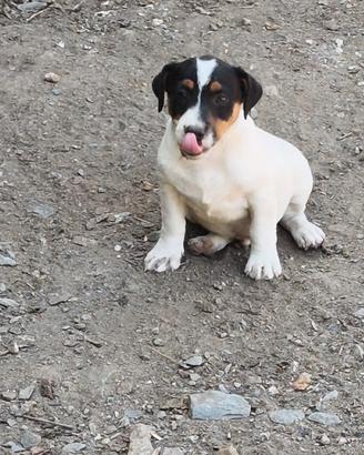 Cucciolo di Jack russel