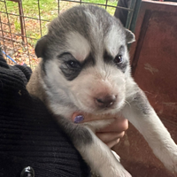 Siberian husky
