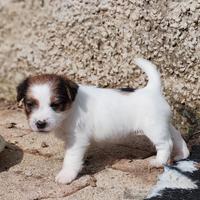 Jack Russell