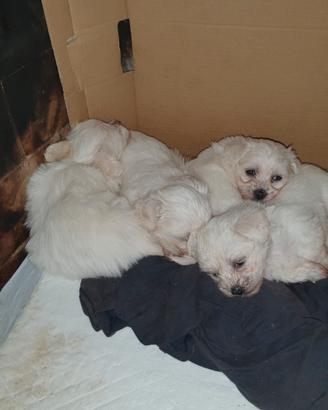 Cuccioli di maltese