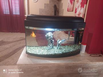 acquario 