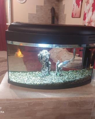 acquario 