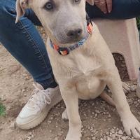 Maschi e femmine in adozione cuccioli stupendi