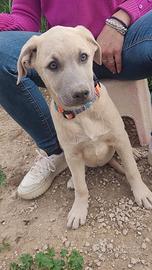 Maschi e femmine in adozione cuccioli stupendi