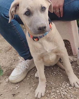 Maschi e femmine in adozione cuccioli stupendi