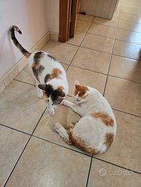 Vorrei regalare con tutti accessoires