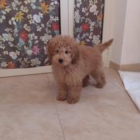 Cane Barboncino Nano Toy 4 mesi cucciolo