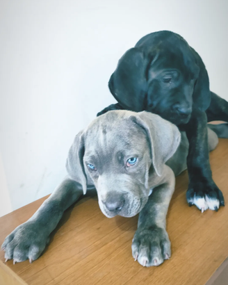 Cuccioli Corso grigio con pedigree ENCI FCI