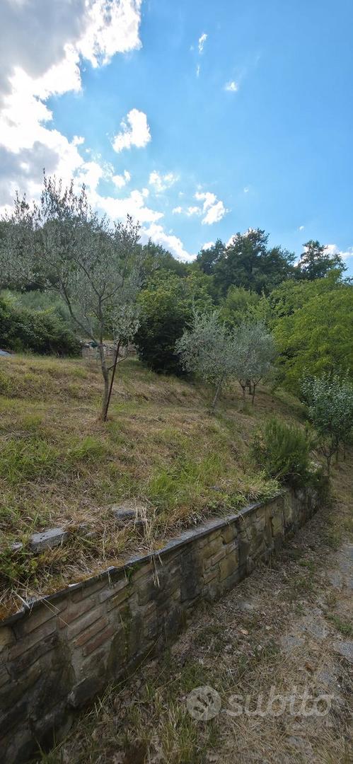Terreno con uliveto - Altro