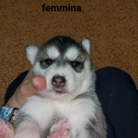 Simil husky xk papà ha pedigree e mamma no