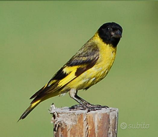 Lucherini testa nera