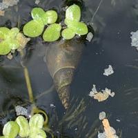 Limnea stagnalis lumache acqua dolce
