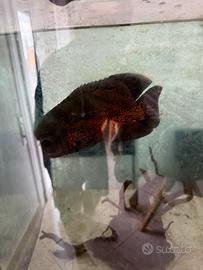 Astronotus ocellatus