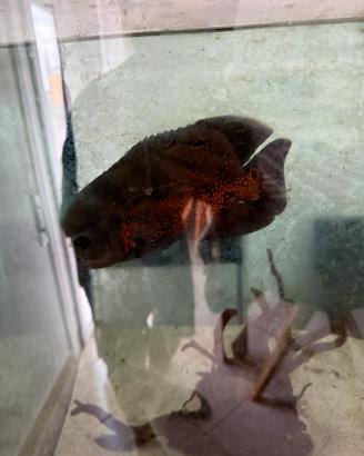 Astronotus ocellatus