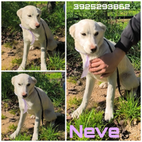 Neve dolce cagnolina in adozione