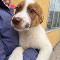 Cucciolo taglia grande