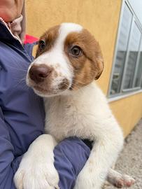 Cucciolo taglia grande