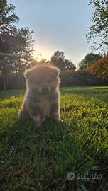 Cuccioli Akita inu