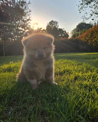 Cuccioli Akita inu