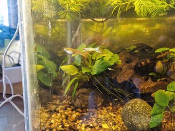 Pesci acquario