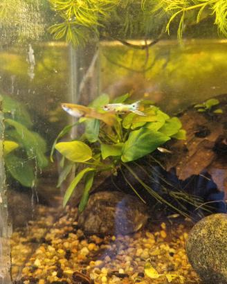 Pesci acquario