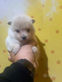 Pomerania miny femmina