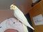 Immagine 1