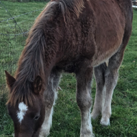 Puledre pesanti per vita