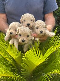 Maltipoo