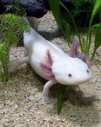Axolotl
