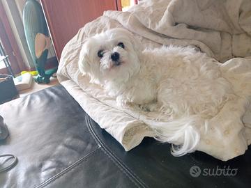 Esperto Maltese Maschio con Pedigree