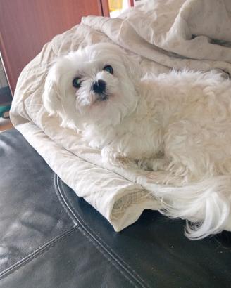 Esperto Maltese Maschio con Pedigree