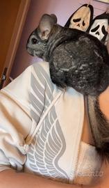 Femminuccia di Cincillà