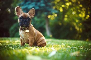 Appartamento ammobiliato a Terragnolo Tn