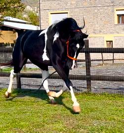 Cavalla Barrockpinta