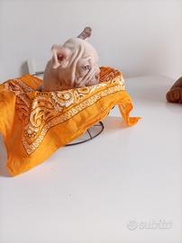 bulldog francese