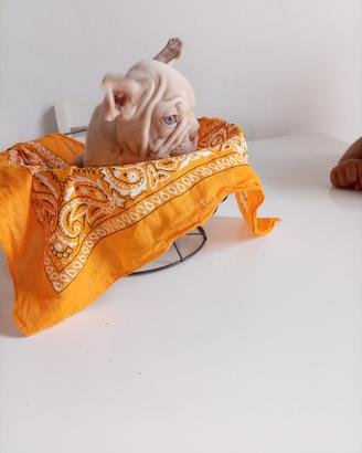 bulldog francese