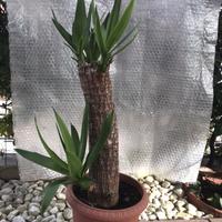 Yucca
