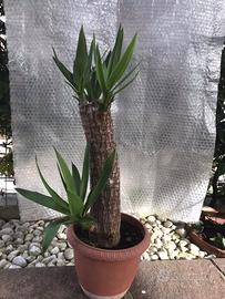 Yucca