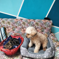 Barboncino Maschio da Monta Disponibile - Color Ch